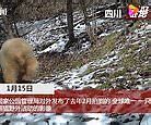 Image result for Rare Albino Panda China