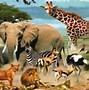 Image result for Animals
