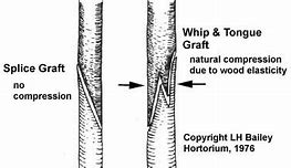 Image result for Tongue Grafting in Plant