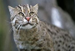 Image result for Fishing Cat Webbed Feet