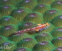 Image result for Fish Parasites