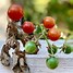 Image result for Solanum lycopersicum Red Eros