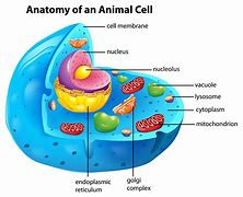 Image result for Modelo De Celula