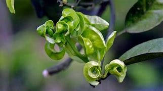 Image result for Plant Leaf Curl