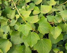 Image result for Vines That Grow in the Wild
