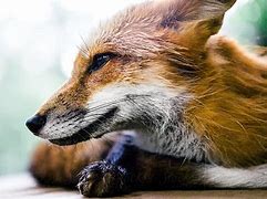Image result for Red Fox Ears
