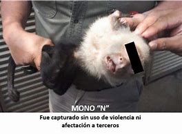 Image result for Mono En Caldo Meme