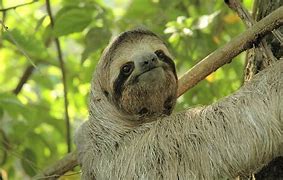 Image result for Epic Sloth Wallpaper