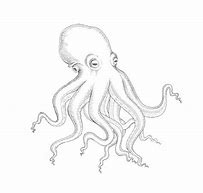 Image result for Octopus Drawing