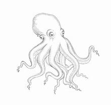 Image result for Crazy Octopus Drawing