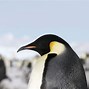 Image result for Emperor Penguin Breeds during Winter Antarctica