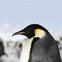 Image result for Emperor Penguin Antarctica