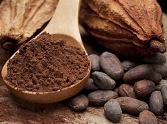 Image result for Cacao Nut