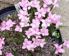 Image result for Rhodohypoxis Fred Broome
