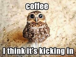 Image result for Funny Owl Memes Clean