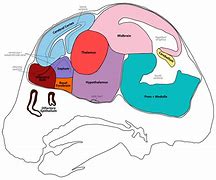 Image result for Mouse Embryo Brain Atlas