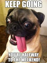 Image result for Wednesday Pug Meme