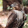 Image result for Hawks That Live in the Desert