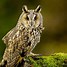 Image result for Long-Eared Owl Eyes