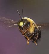 Image result for Bumblebee Fly