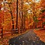 Image result for Autumn Nature iPhone Wallpaper