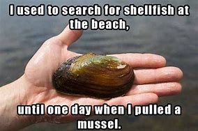 Image result for Funny Shell Memes