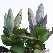 Image result for Gentiana Crystal