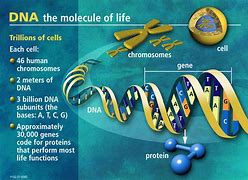 Image result for Difference Between DNA Chromosomes and Genes