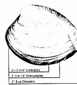 Image result for Southern Quahog Clam