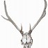 Image result for Deer Skull Front