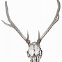 Image result for Buck Deer Skull