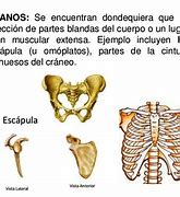 Image result for Huesos Planos Ejemplos