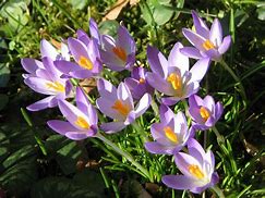 Image result for Crocus tommasinianus