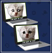 Image result for Curious Cat Memes Funny