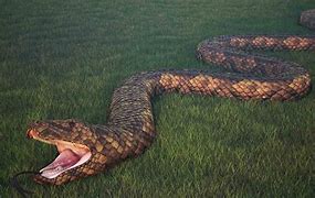 Image result for Largest Cobra