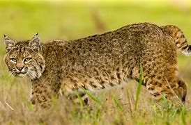 Image result for Cat CA