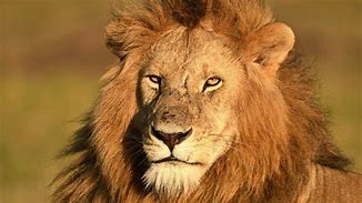 Image result for Kenya Lion Safari