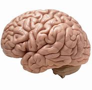Image result for How Big Is a Human Brain