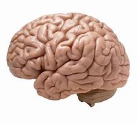 Image result for 2 Small Brain One Big Brain