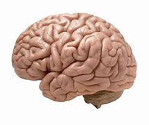 Image result for Human Brain Clip Art Red