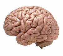 Image result for Real Human Brain