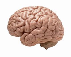 Image result for Person with Big Brain