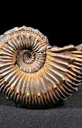 Image result for Ammonoid