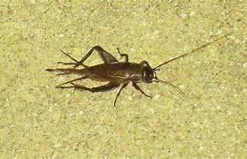 Image result for Houses Up for Sale with the Crickets