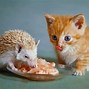 Image result for Hedgehog Tail