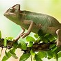 Image result for Caméléon