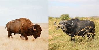 Image result for What Is the Difference Between a Bison and a Buffalo