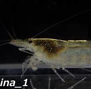 Image result for Caridina Typus
