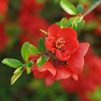 Image result for chaenomeles_japonica