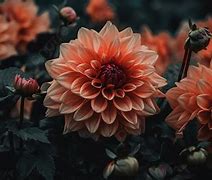 Image result for Beautiful Flowers Dark Background